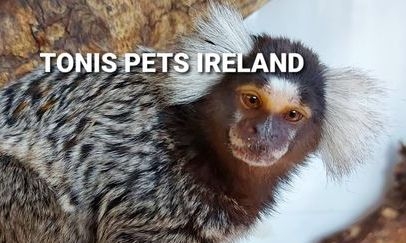 Marmoset Monkey Ireland