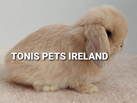 Mini Lop Rabbit Ireland